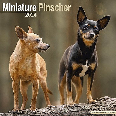 Miniature Pinscher Calendar 2024 (Square)